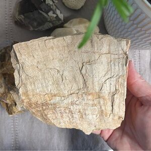 Natural petrified wood slab from Colorado